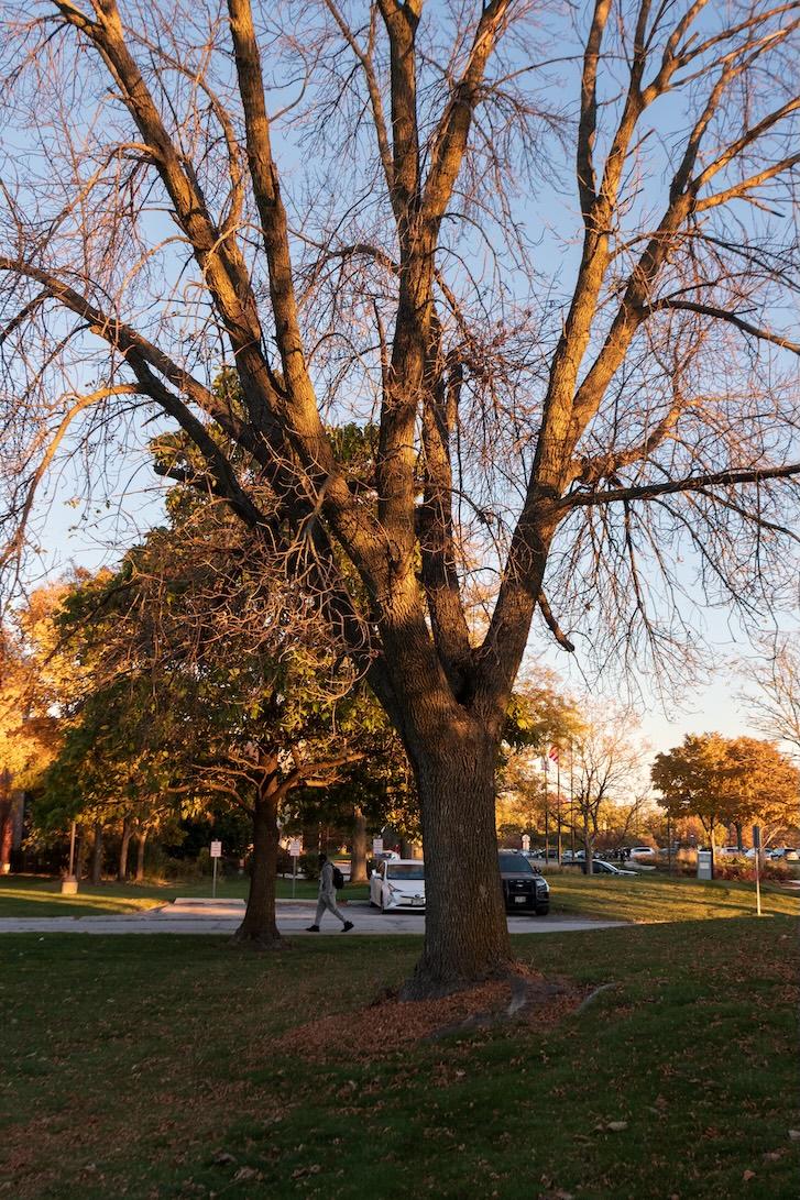 Green Ash