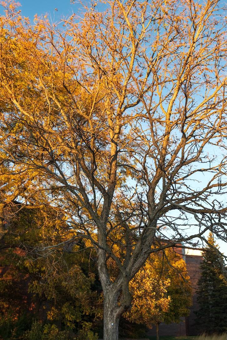 Kentucky Coffeetree