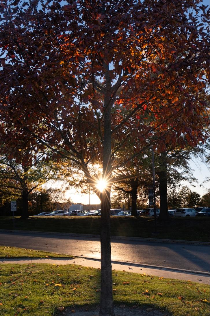 Northern Red Oak