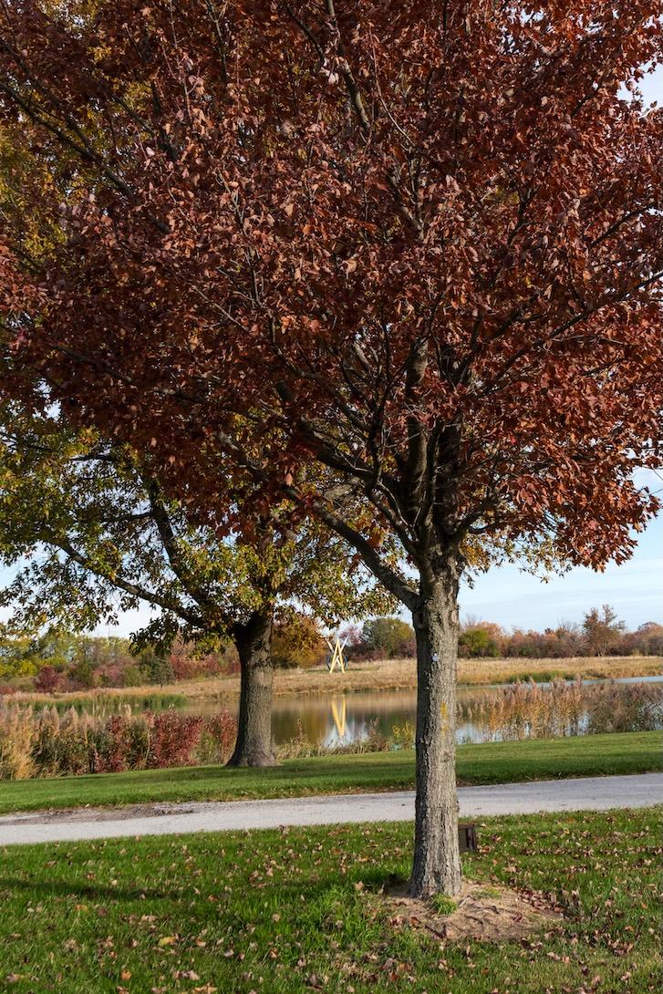 Red Maple