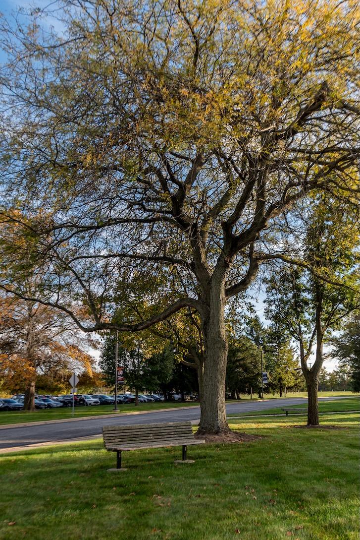 Thornless Honeylocust